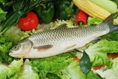 草魚(yú)的功效和做法介紹
