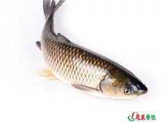 草魚(yú)