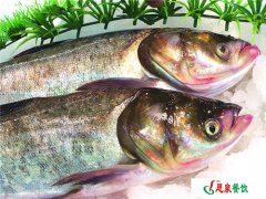 花鰱魚(yú)