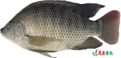 羅非魚(yú)